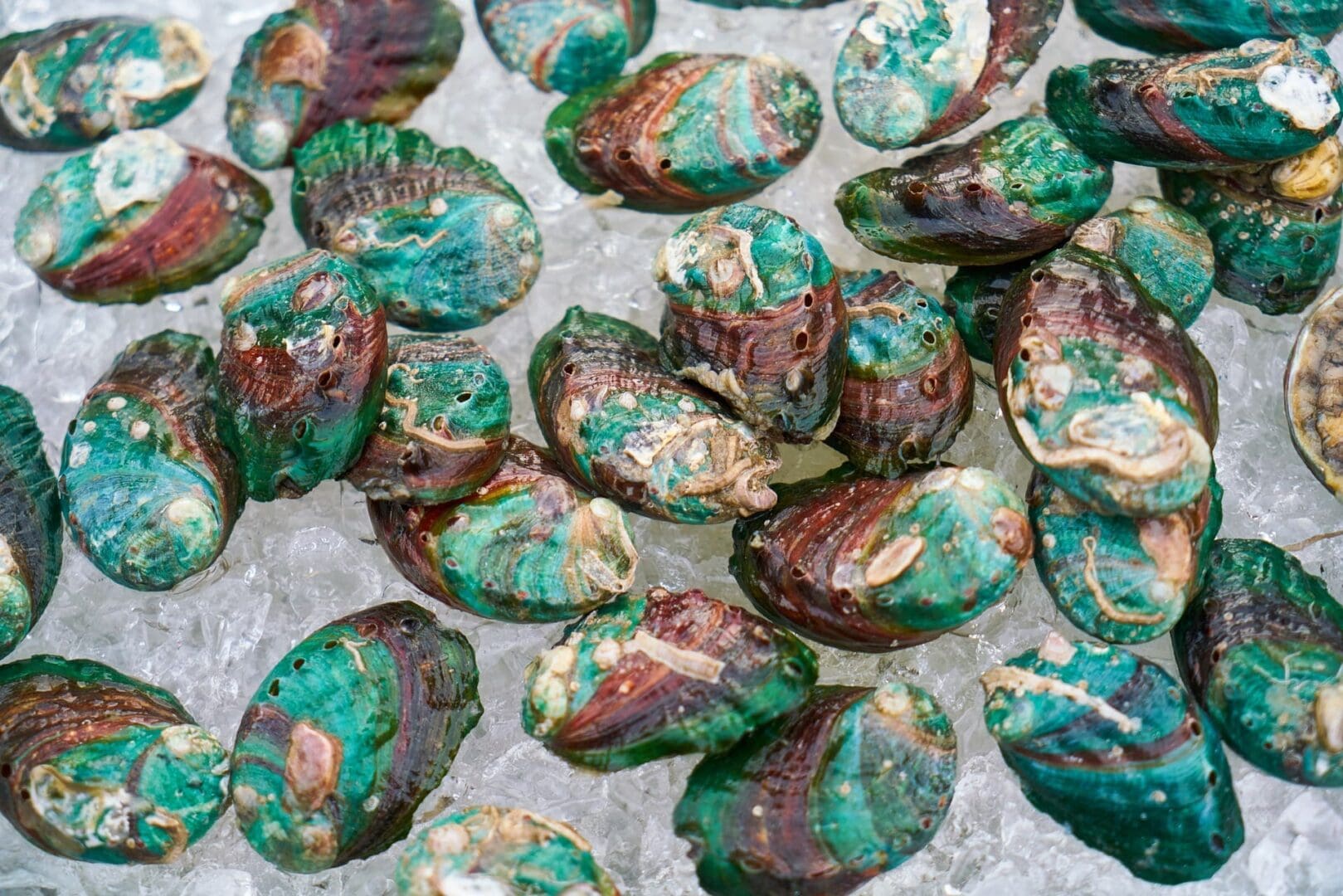 A close up of some green and brown shells