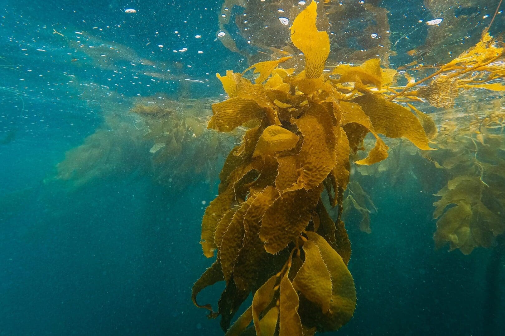 A bunch of yellow seaweed floating in the water.