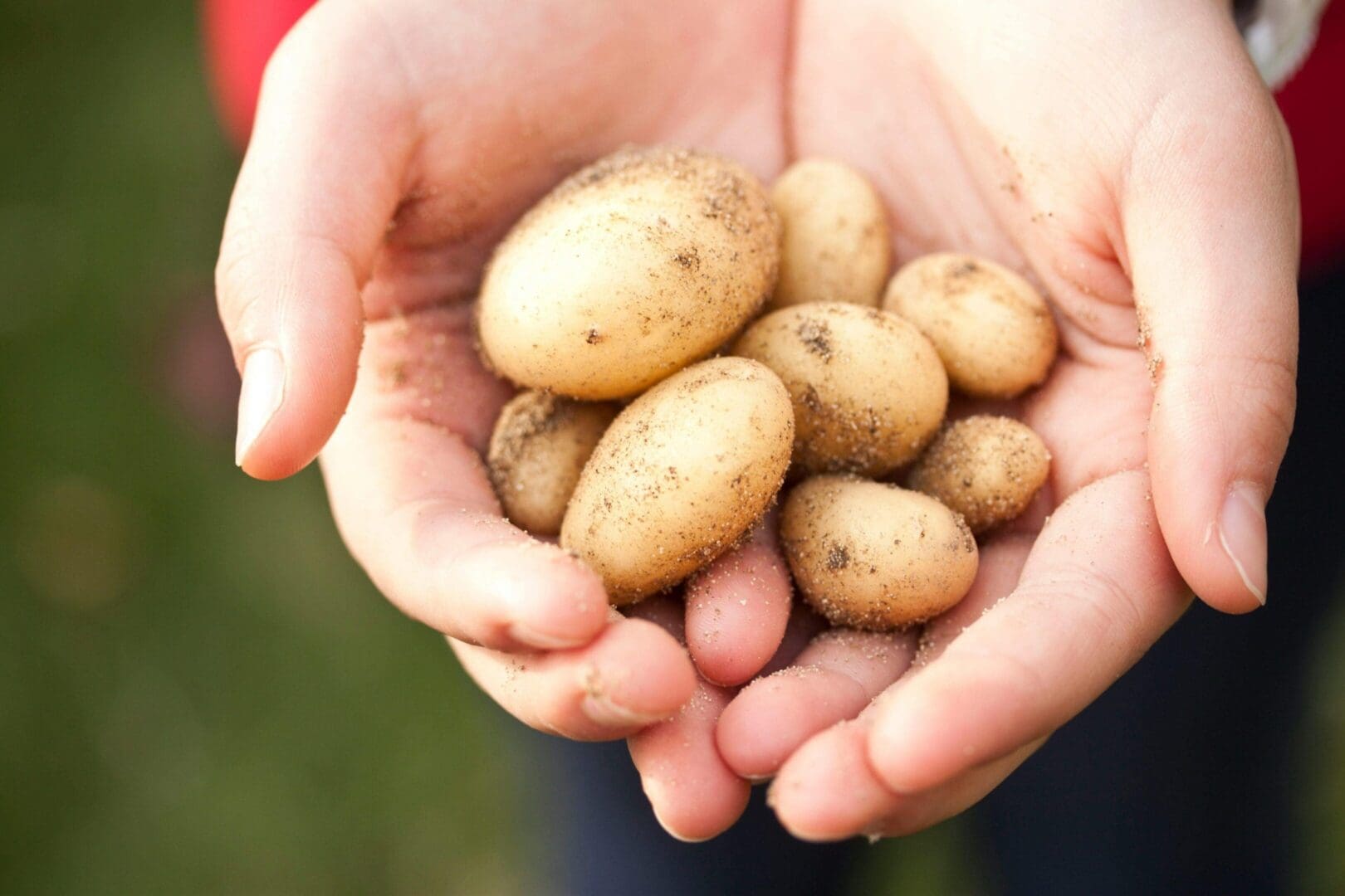 A person holding potatoes in their hands