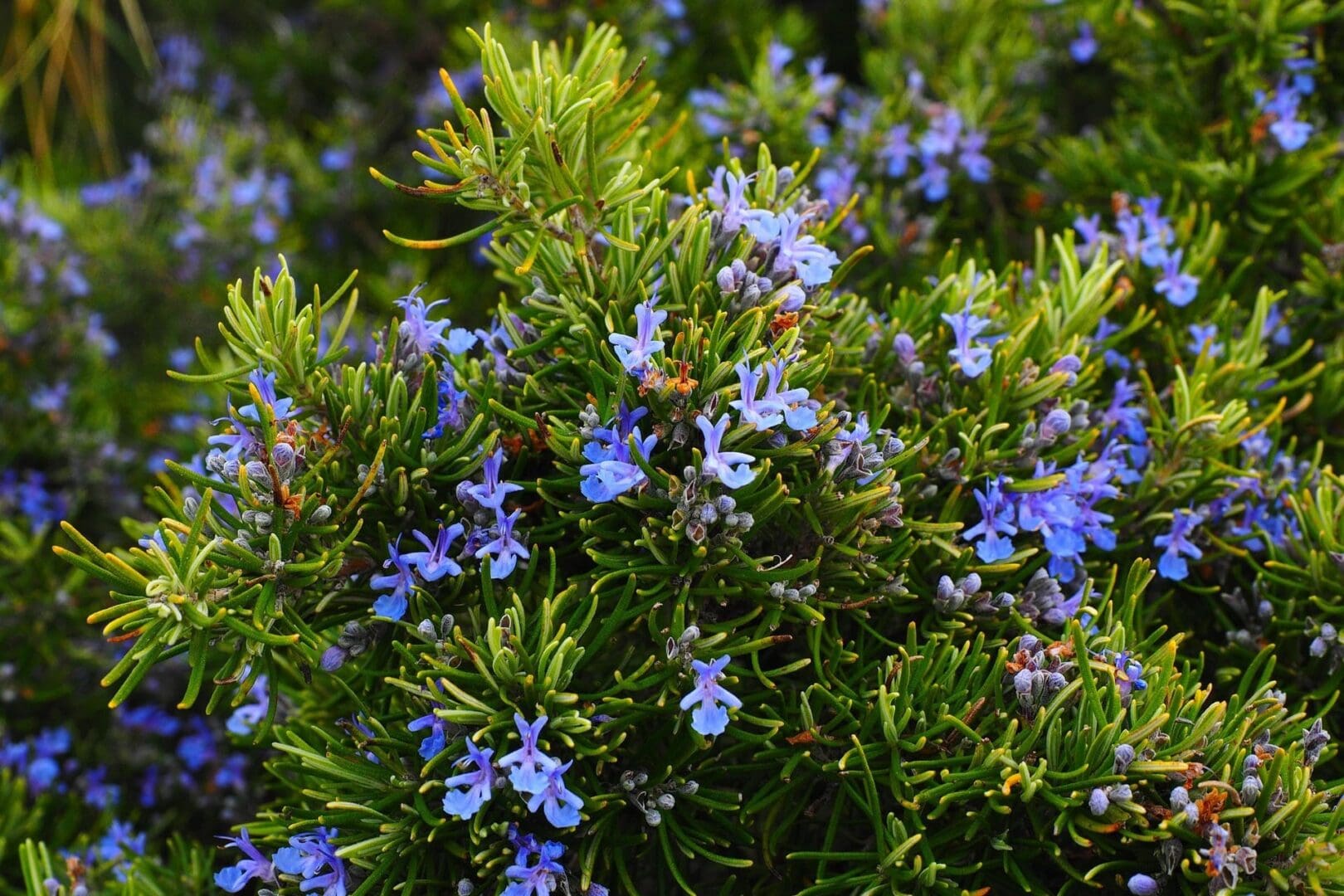 A close up of some blue flowers in the grass