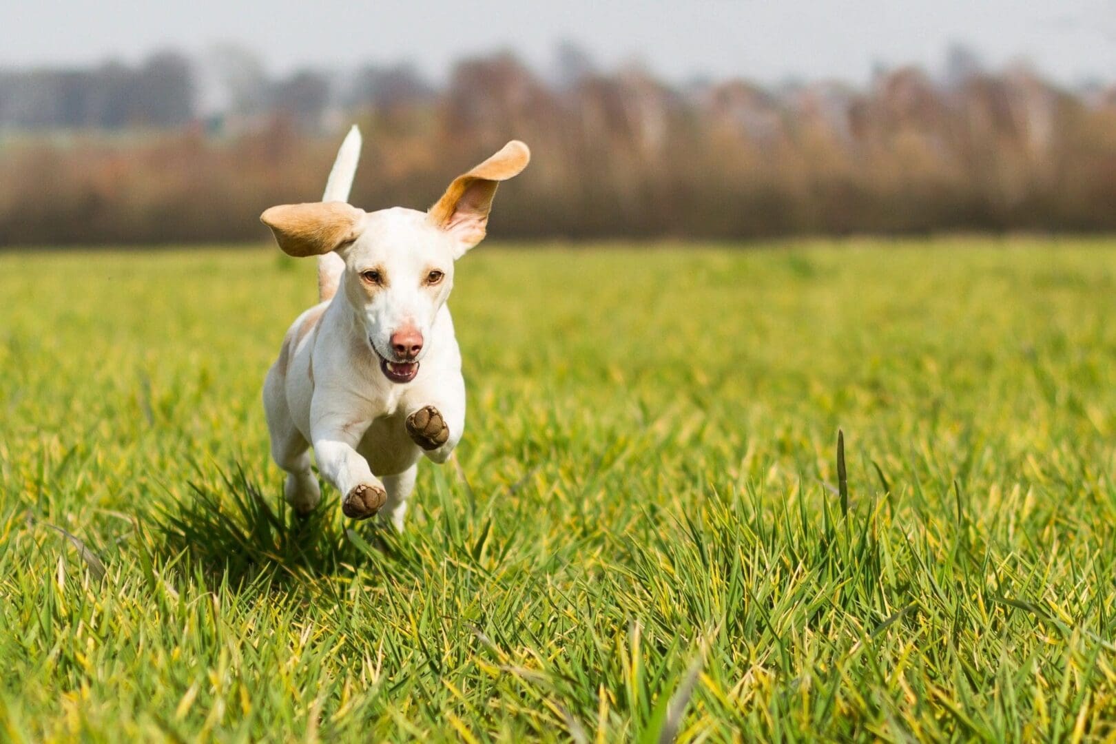 A dog running through the grass in a field.